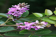 Lonchocarpus sericeus